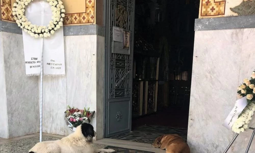 Συγκινούν τα σκυλάκια που δεν αφήσαν μόνο αφεντικό τους ούτε στην κηδεία